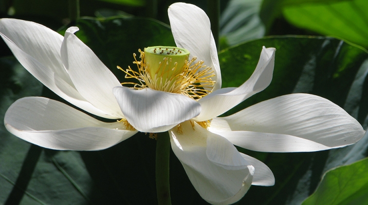 Lotus from Nara, Japan